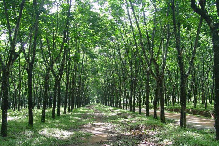 雲南西雙版納地區的橡膠林