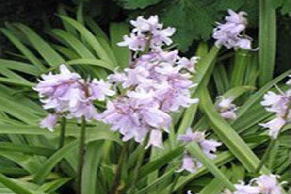 Hyacinthoides hispanica \x27Rosabella\x27 Hyacinthoides hispanica \x27Rosabella\x27