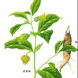 天蓬子屬 天蓬子屬