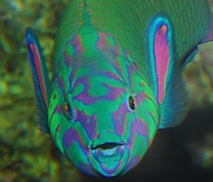 胸斑錦魚