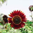 紅花大金元 紅花大金元