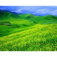 駱駝向左 駱駝向左