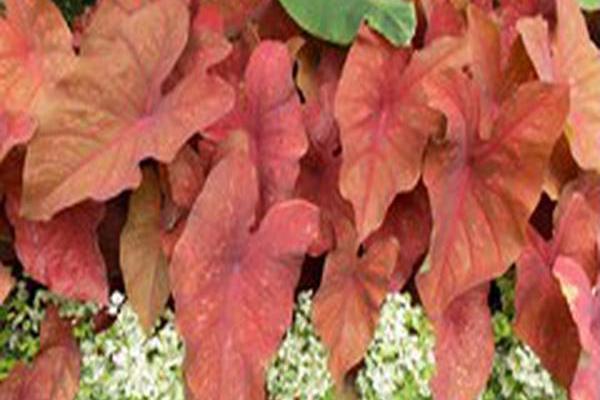 Caladium \x27Burning Heart\x27