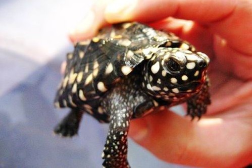 斑點池龜