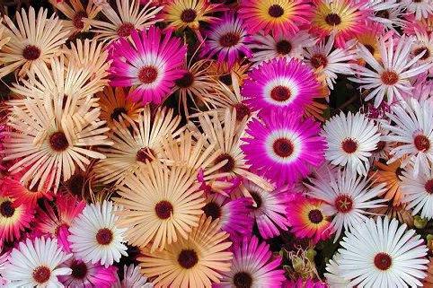 彩虹花(番杏科彩虹花屬植物) 彩虹花(番杏科彩虹花屬植物)