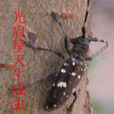 竹柳天牛 竹柳天牛