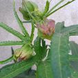 米囊花(植物) 米囊花(植物)