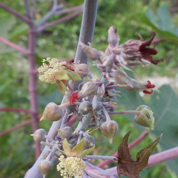 蓖麻(Ricinus communis) 蓖麻(Ricinus communis)