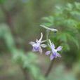 溫泉翠雀花 溫泉翠雀花