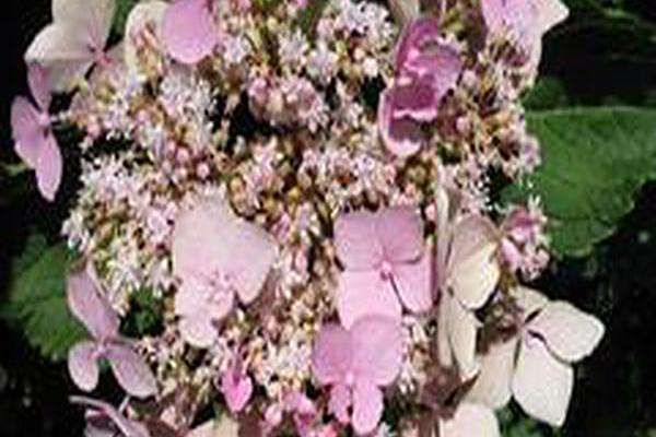 Hydrangea macrophylla \x27Lynn\x27 LET\x27S DANCE STARLIGHT Hydrangea macrophylla \x27Lynn\x27 LET\x27S DANCE STARLIGHT