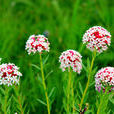饅頭花 饅頭花