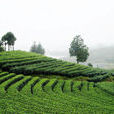 茶山風景區