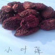 小葉蓮 小葉蓮