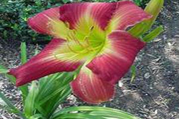 Hemerocallis \x27Ribbons and Curls\x27