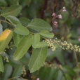 多花勾兒茶 多花勾兒茶