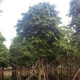 人面樹(被子植物中的一類) 人面樹(被子植物中的一類)
