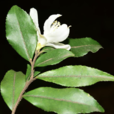 阿里山連蕊茶(阿里山茶) 阿里山連蕊茶(阿里山茶)