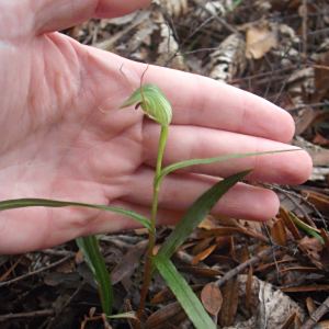 Pterostylis agathicola