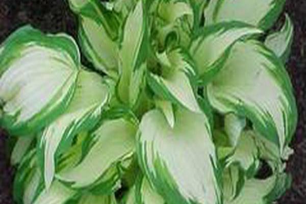 Hosta \x27White Christmas\x27 Hosta \x27White Christmas\x27