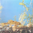 棒花魚 棒花魚