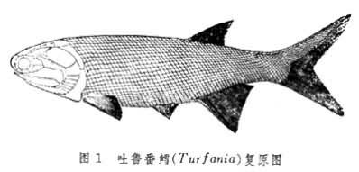 吐魯番鱈