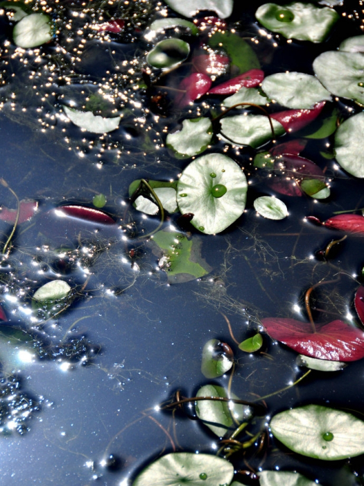 馬湖蓴菜 馬湖蓴菜