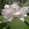 光蕊杜鵑