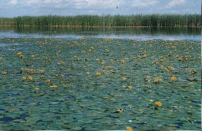 湖北襄陽穀城南河濕地省級自然保護區