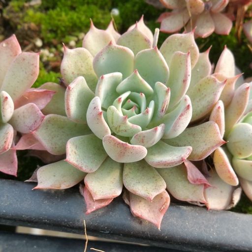 卡特斯(景天科擬石蓮屬植物) 卡特斯(景天科擬石蓮屬植物)