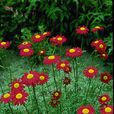 紅花除蟲菊 紅花除蟲菊