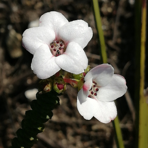 Adenandra brachyphylla