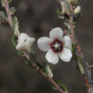 Guichenotia asteriskos