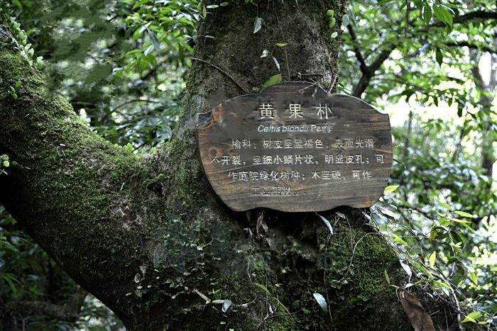 黃果朴SY 黃果朴SY