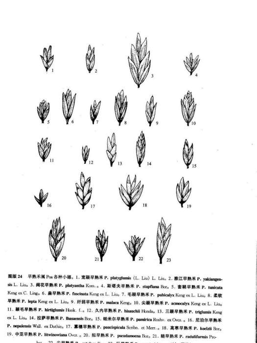 尖穎早熟禾 尖穎早熟禾