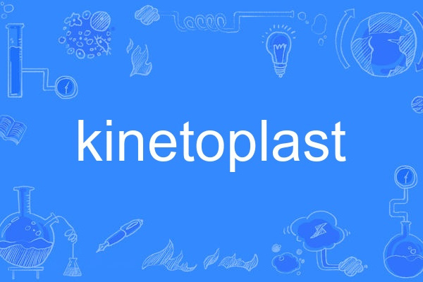 kinetoplast kinetoplast