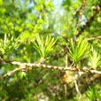 落葉松(松目松科植物)