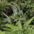 輪葉婆婆納 輪葉婆婆納