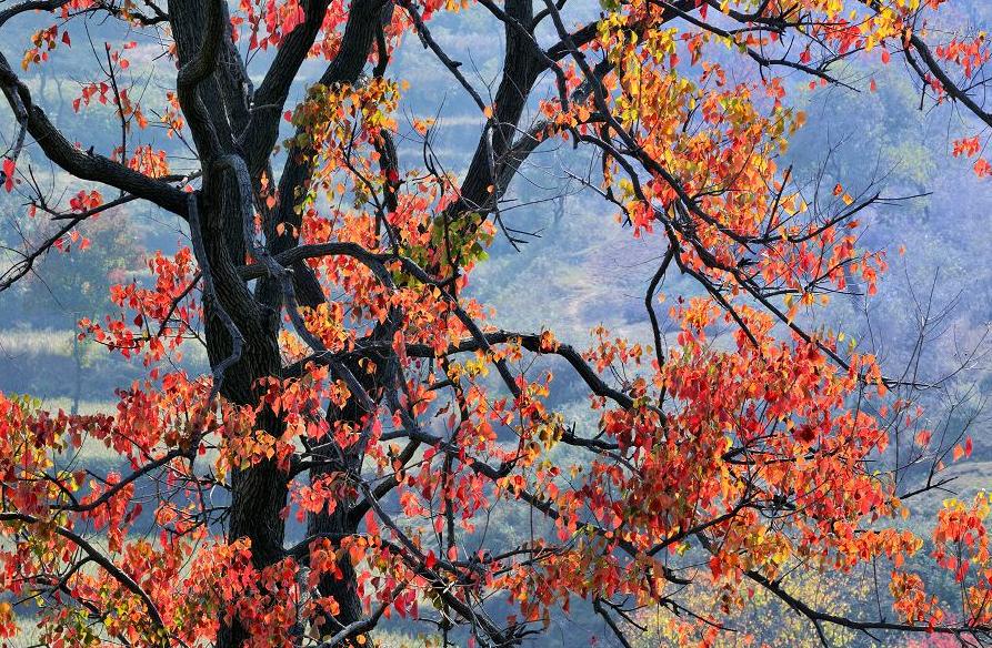 烏桕的樹幹和紅葉