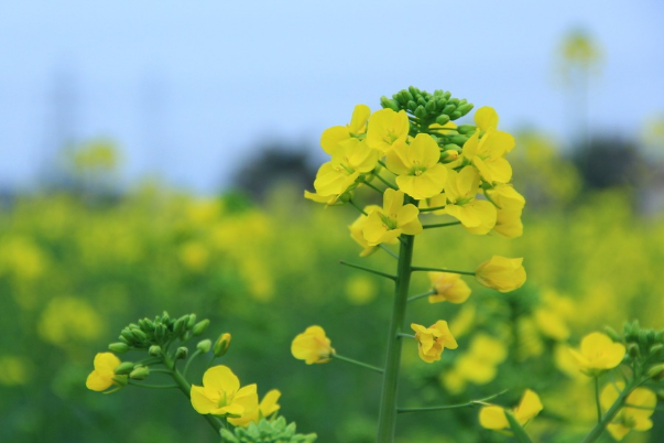 寧油12號 寧油12號