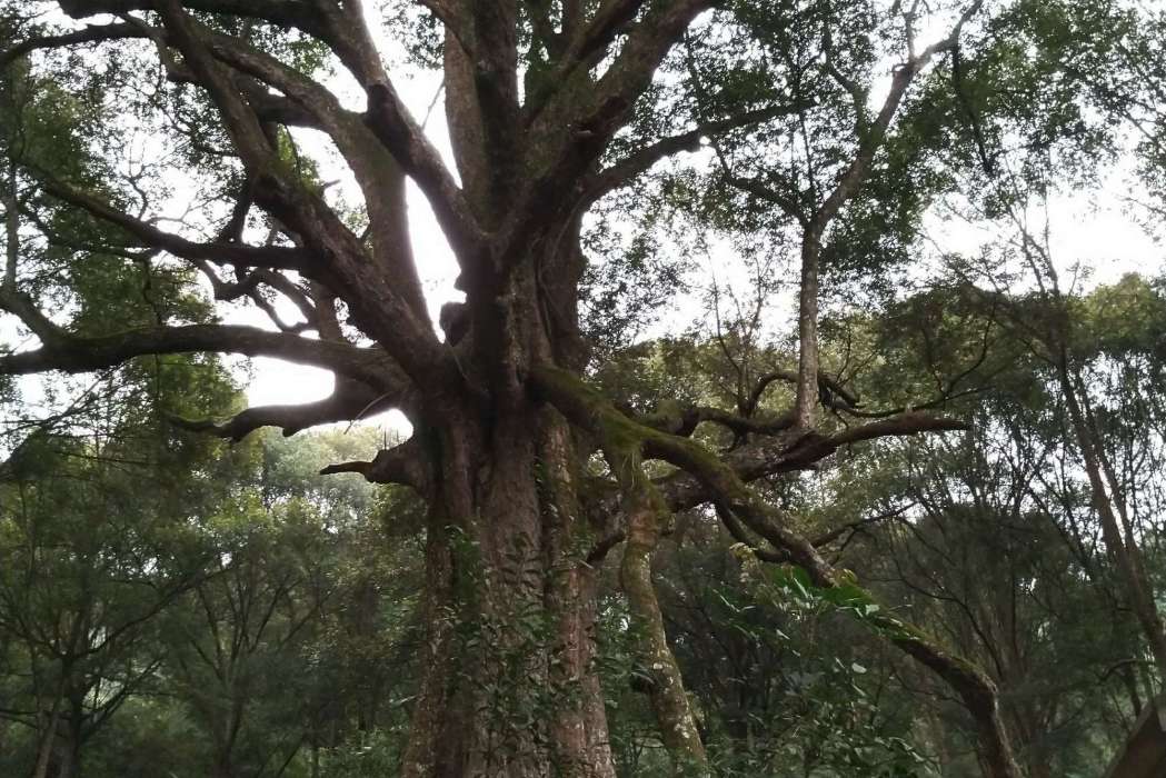 紅椎家系56 紅椎家系56