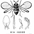 舟蛾赤眼蜂 舟蛾赤眼蜂