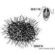 黃群藻屬 黃群藻屬