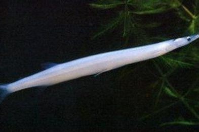 尖頭銀魚(銳頭銀魚) 尖頭銀魚(銳頭銀魚)