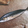 鯖
