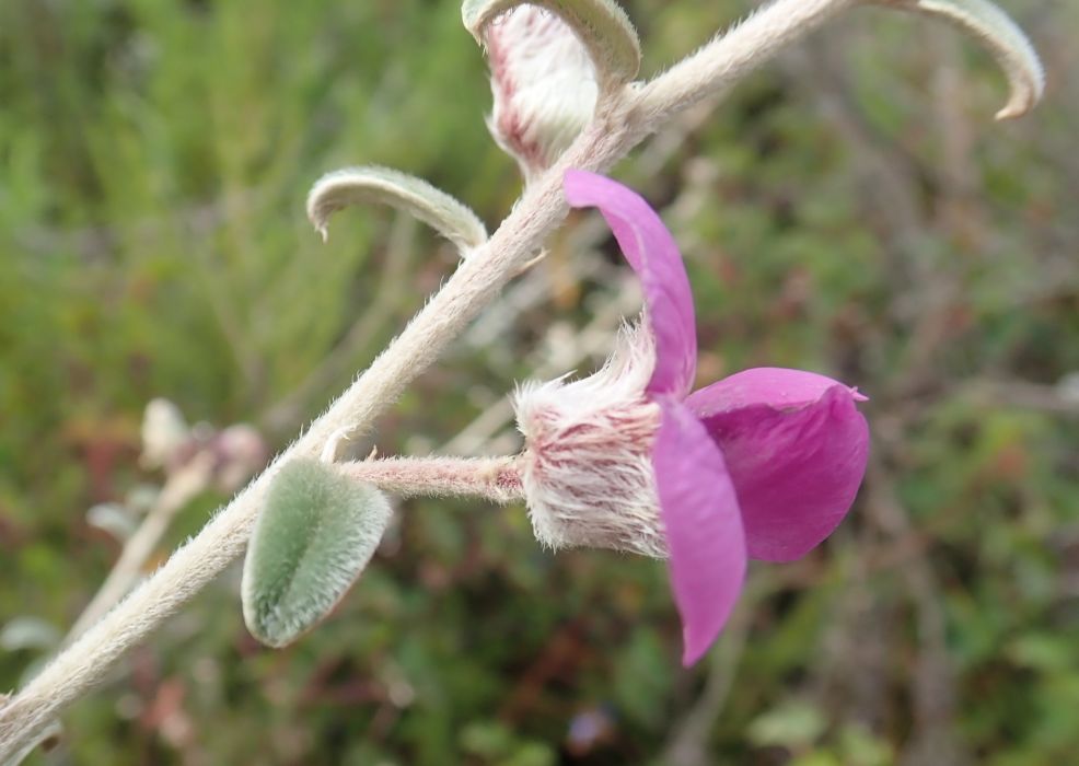 Podalyria burchellii