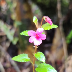 Viola rubella
