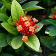 紅花茜草 紅花茜草