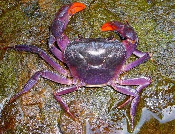 紫蟹