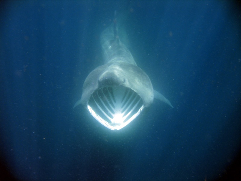姥鯊(圖6)
