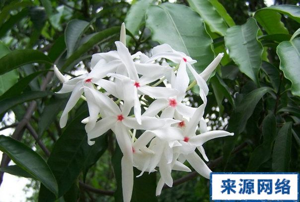 柯蒲木(中藥) 柯蒲木(中藥)